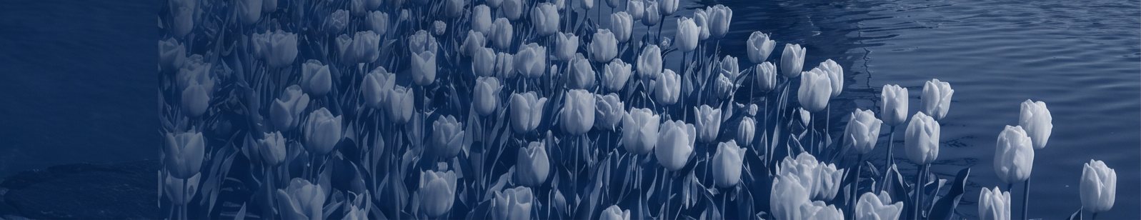 Rows of tulips in bloom in a Dutch field